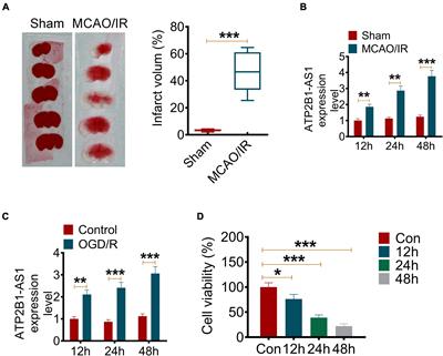 ATP2B1-AS1 Promotes Cerebral Ischemia/Reperfusion Injury Through Regulating the miR-330-5p/TLR4-MyD88-NF-κB Signaling Pathway